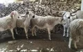 Morocco Prison Penalties Eid al-Adha Sheep Speculation