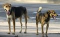 Morocco Proposes Law to Limit Pet Dog Ownership in Urban Areas