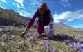 Morocco Ranks 4th Globally in Saffron Production, Cultivating 6.8 Tons Annually