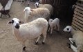 Morocco Reassures Stable Sheep Prices Ahead of Eid Al Adha Celebration