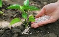 Morocco Refutes Claims of High Cadmium in Phosphate Fertilizers Exported to Europe