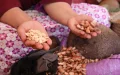 Morocco reigns over argan, but others are the ones pocketing the money