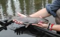 Morocco Releases 80,000 Rainbow Trout to Boost River Biodiversity