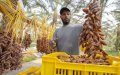 Morocco Remains Top Importer of Tunisian Dates Amid Local Concerns