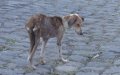 Morocco Reports 18 Rabies Deaths, Urges Vaccination and Caution