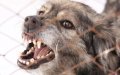 Morocco Reports Significant Drop in Rabies Cases, Health Ministry Says
