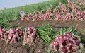 Morocco Restricts Food Exports to Combat Inflation Ahead of Ramadan
