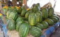 Morocco Restricts Watermelon Farming Amid Severe Drought Crisis