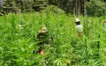 Morocco: in the Rif, the end of fear for former cannabis convicts
