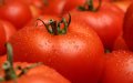 Morocco Rises to Third Largest Global Tomato Exporter, Eyes European Market Dominance