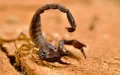 Morocco scorpion crisis heat emergency healthcare