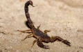 Morocco Scorpions: AI Maps Deadliest Species and Sting Risks