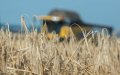 Morocco Seeks 354,000 Tons of US Durum Wheat in Major Import Tender