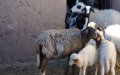 Morocco Seeks Australian Livestock Amid Severe Drought-Induced Meat Shortage