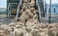 Morocco Seeks to Boost Australian Livestock Imports