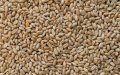 Morocco Seeks to Import 4 Million Quintals of Wheat to Boost Strategic Reserves