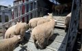 Morocco Seeks Romanian Sheep Imports to Rebuild National Herd