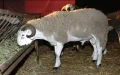 Morocco Sets Eid al-Adha Date for June 29, 2023