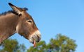Morocco: 'Sorcerer' Arrested for Selling Donkey Tongues as Love Charms