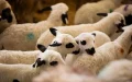 Morocco Spain Sheep Imports Meat Price Crisis
