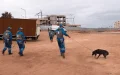 Morocco stray dog law penalties volunteers animal protection