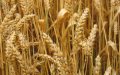 Morocco Struggles to Secure US Durum Wheat Imports Amid Global Supply Challenges