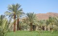 Morocco Surpasses Goal, Plants Over 3 Million Date Palms in Agricultural Initiative