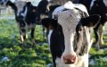 Morocco Suspends Import Duties on Heavy Cattle to Boost Beef Supply Amid Drought