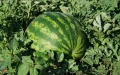Morocco Suspends Licenses of Watermelon Exporters Over EU Pesticide Violation