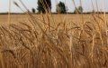 Morocco Suspends Soft Wheat Import Duties to Secure Domestic Supply