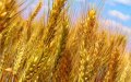 Morocco Suspends Wheat Import Duties to Stabilize Domestic Prices