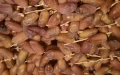 Morocco swallows nearly 20% of Tunisian date exports