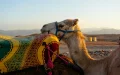 Morocco: ten years without rain make the dromedaries disappear