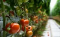 Morocco threatens Spain's vegetable exports with price war