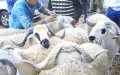 Morocco Tightens COVID-19 Measures for Eid al-Adha Sacrifices