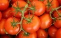 Morocco tomato exports face EU pesticide rules and market collapse