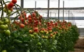 Morocco tomato exports surge, Spain loses market share