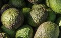 Morocco Triples Avocado Exports to Europe, Gains Market Share
