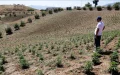 Morocco: The Underground Hashish Market Still Resists Legalization