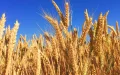 Morocco, the undisputed leader of European wheat