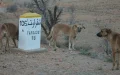 Morocco: United Kingdom Alert