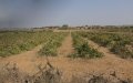 Morocco Unlocks 12,000 Hectares of Collective Land for Investment