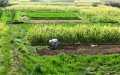 Morocco Unveils AI-Powered Agricultural Robot to Boost Farm Productivity