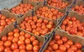 Morocco Unveils Subsidy Plan for Tomato, Potato, and Onion Farmers Amid Rising Inflation