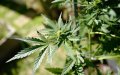 Morocco Votes to Reclassify Cannabis at UN Drug Commission
