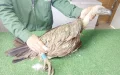 Morocco: Vultures return from Europe after a long migratory journey