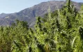 Morocco wants to become a global leader in medical cannabis