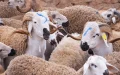 Morocco wants to replace antibiotics with cannabis in livestock farming