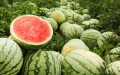 Morocco watermelon exports decline against Spanish competition 2026