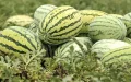 Morocco: watermelon fields destroyed